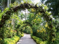 新加坡植物園3